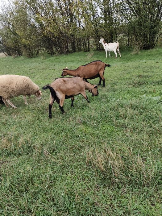 Vând Animale de rasa