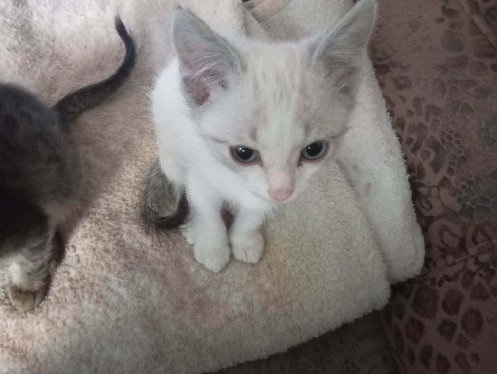 Отдам даром котят