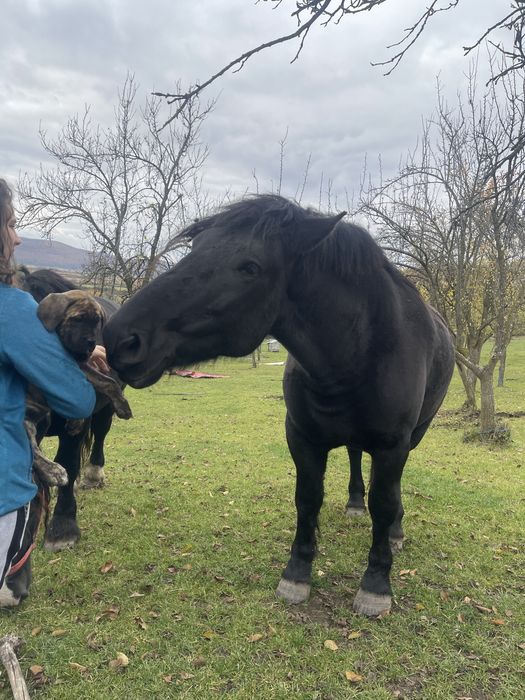 Iapa gestanta de vanzare !