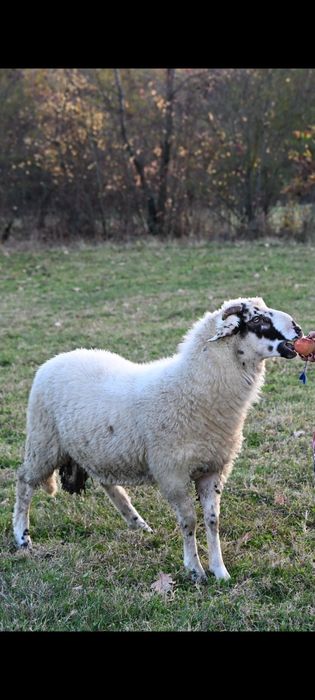 Vând berbec bergamasca