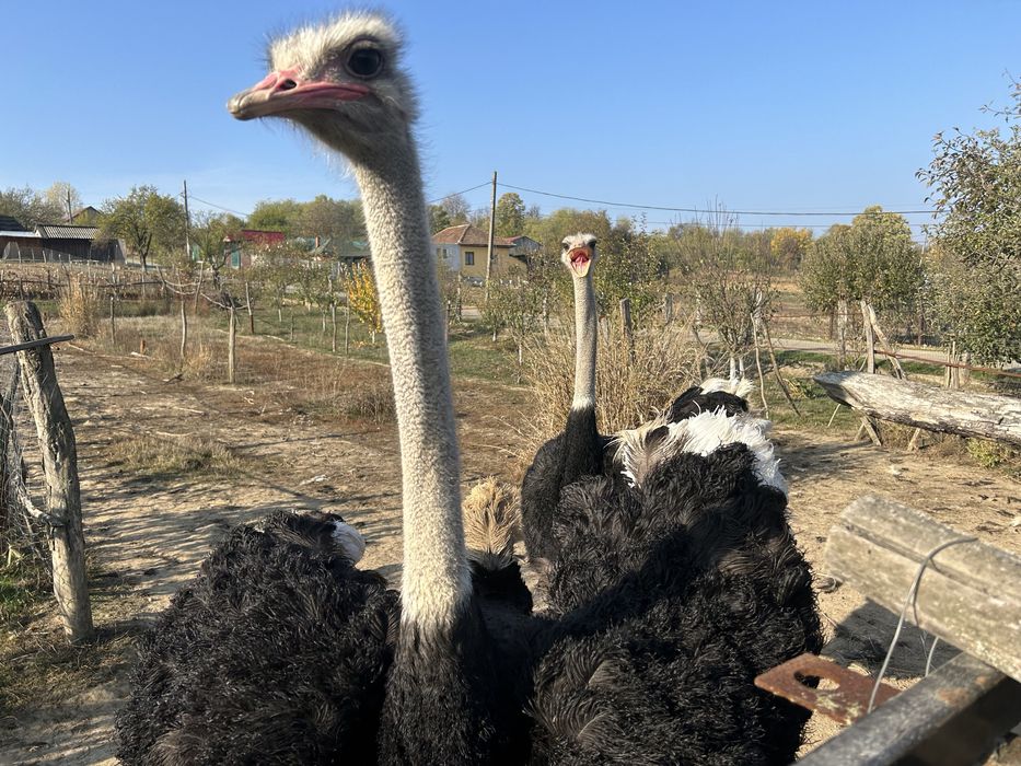 De vanzare 1 strut mascul