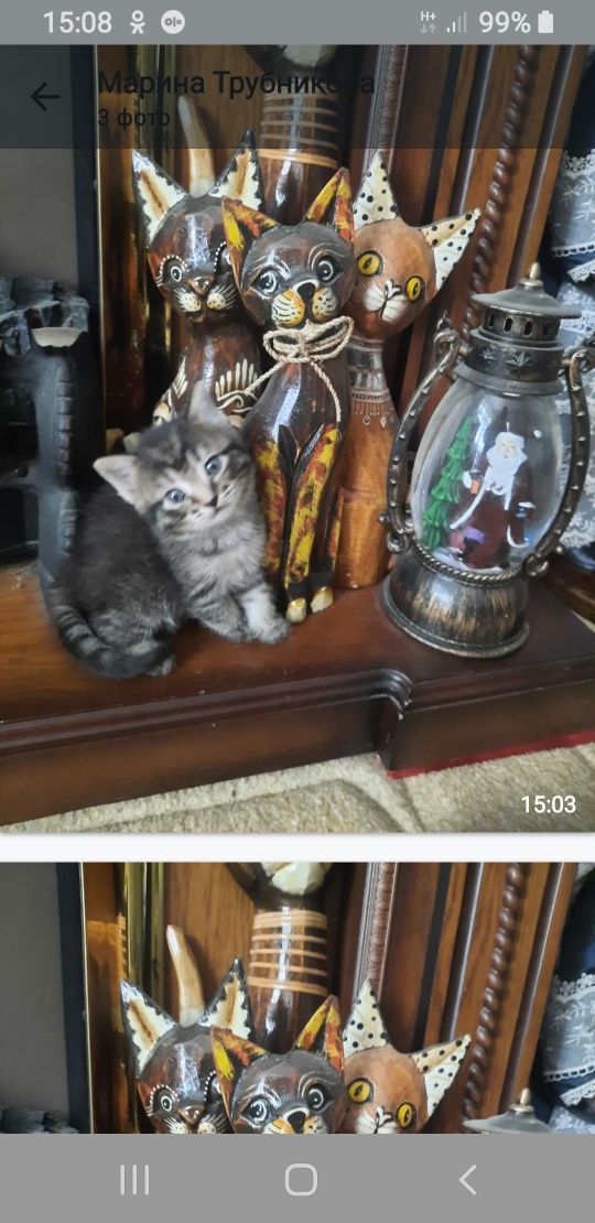 Отдам котенка девочку,только в хорошие ,добрые руки.