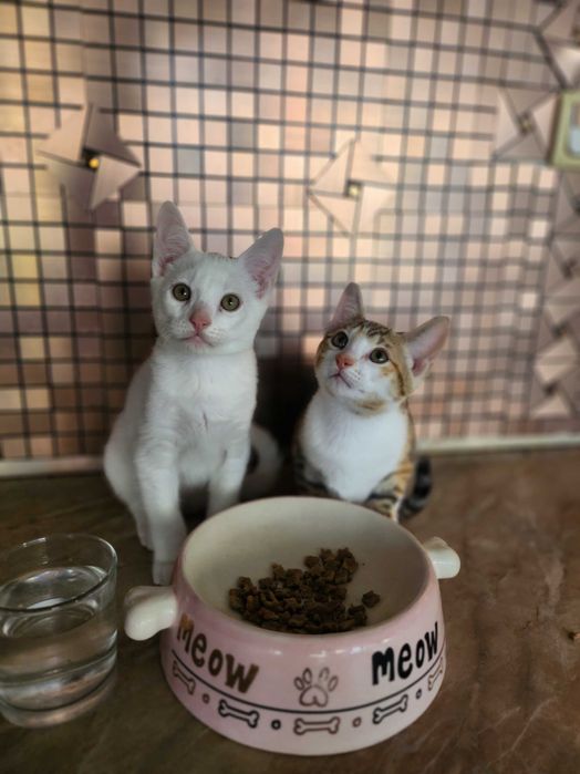 Бенгало Сфински котки