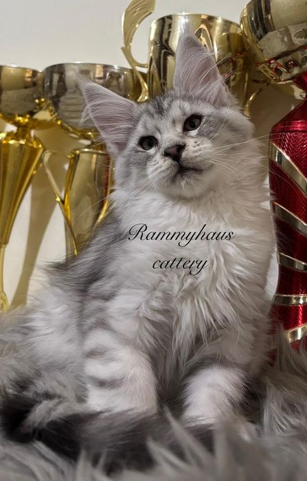 Felisa autorizata WCF, vinde pisoi cu pedigree rasa Maine coon