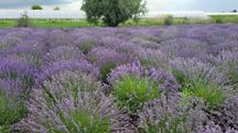 Tufa lavanda mare București