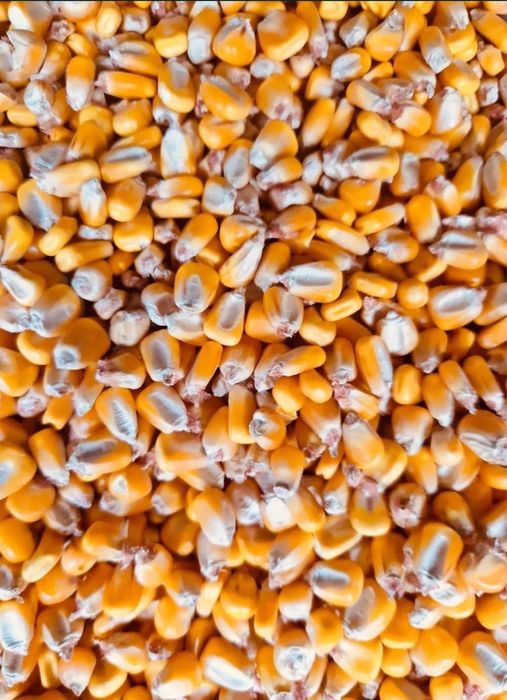 Vand Porumb boabe recolta 2025