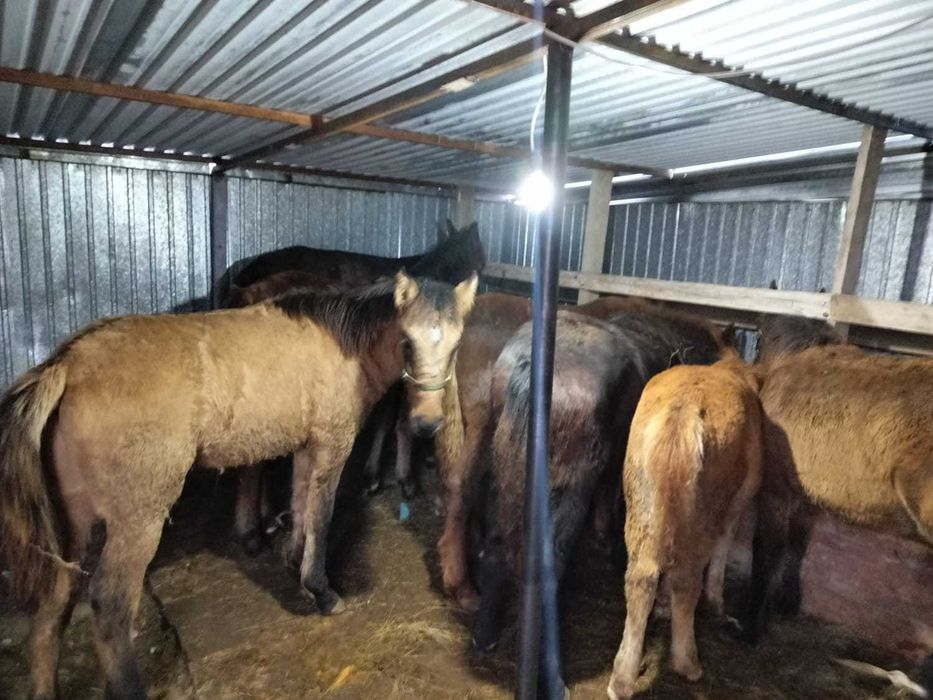 Ұрғашы, еркек жабағылар, сатылады.