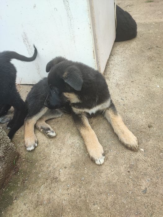 Подарявам тези зверчета на 2-месеца.Майка-каракачанка,баща-немец. Ли