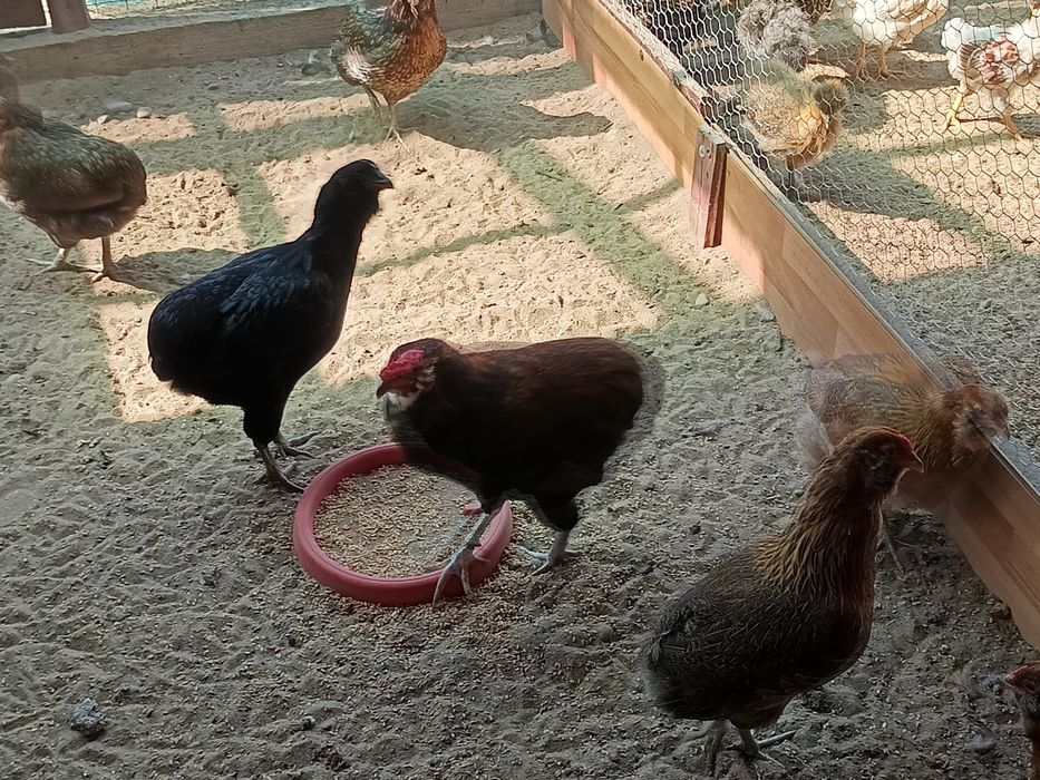 Oua  araucana pentru incubat