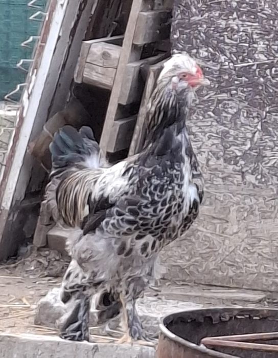 Vând/schimb cocoși cu moț și barbă