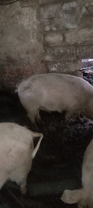 Продам свиней продам свиней