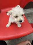 Donez pui de bichon maltez cu metis