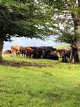 Vand vaci metis Angus