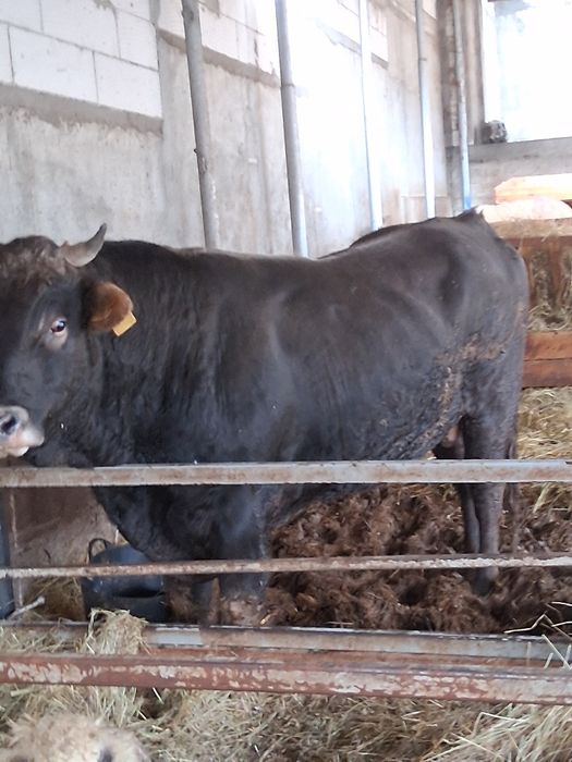 Vând taur sau schimb