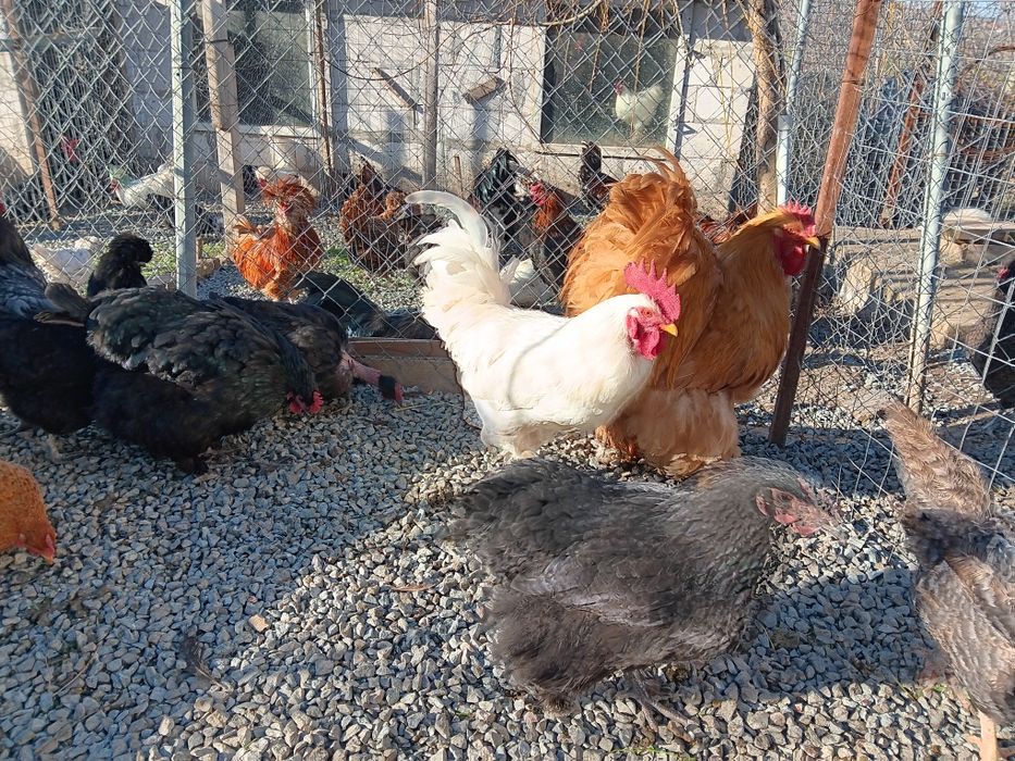 Oua pt incubat de la pasarile din imagini