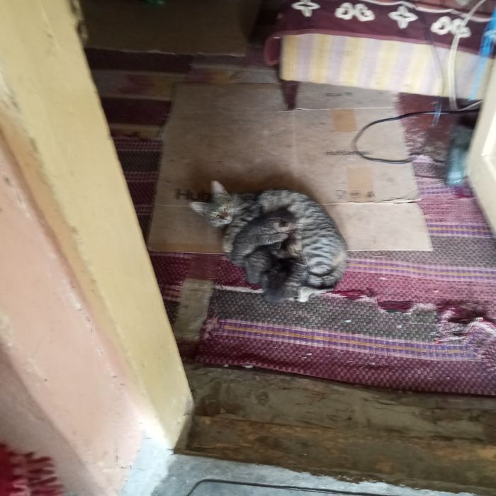 Donez pisoi agili și jucăuși