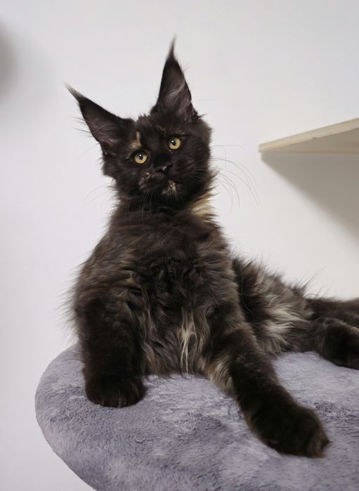 Fetita Maine Coon cu pedigree