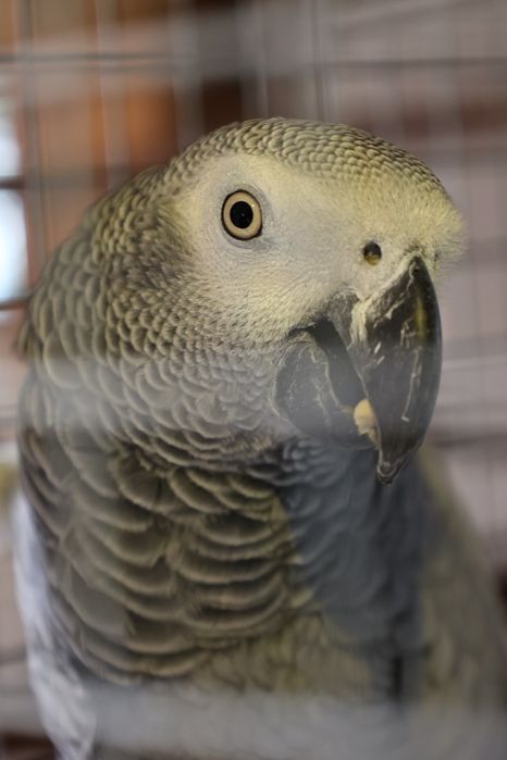 Ofer servicii de îngrijire păsări de apartament/ Pet sitter