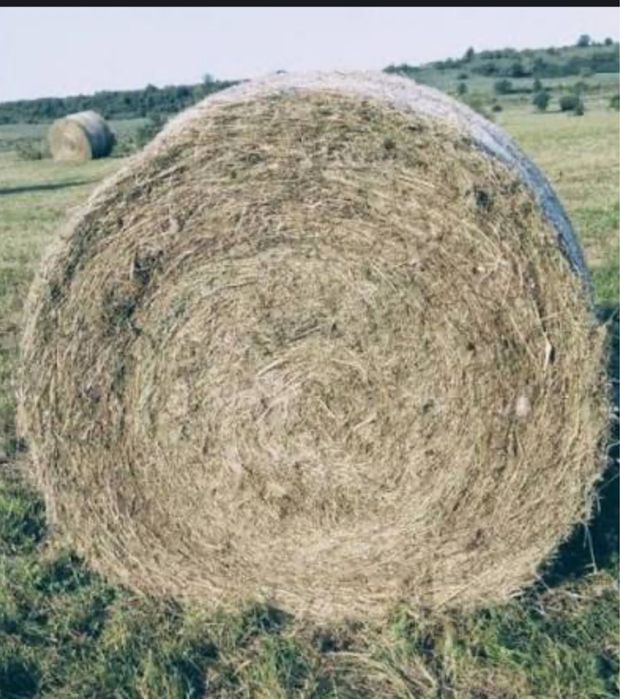 Vind baloți rotunzi de fân cu ovăz