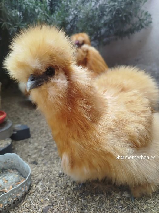 Американский шолк тухум жужалар бор сотилади манзил шахрихон