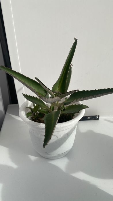 Продам лечебное каланхоэ