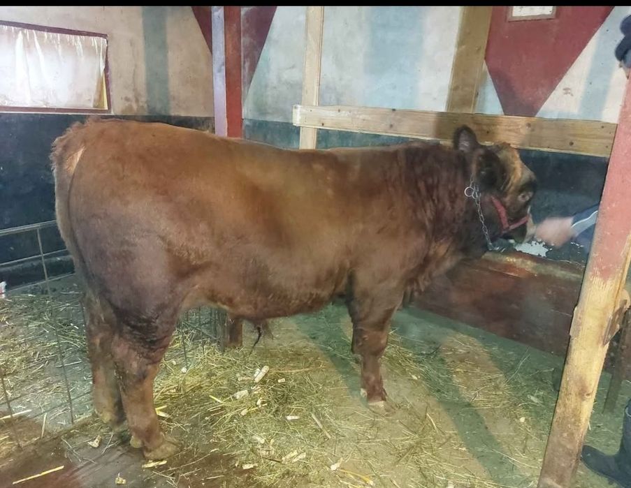 Vand vițel rasa Metis Angus