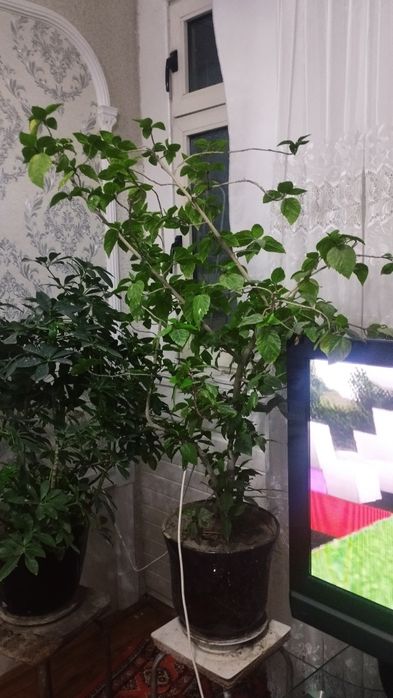 Продается много летни китайский роза