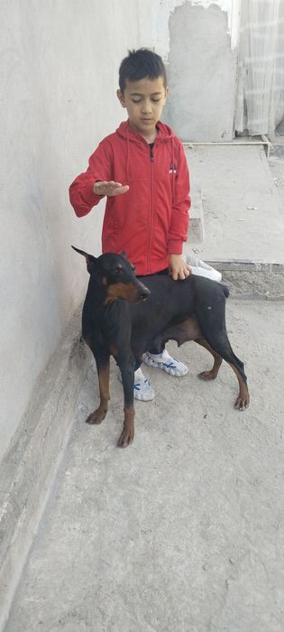 Продоеца щенок доберман