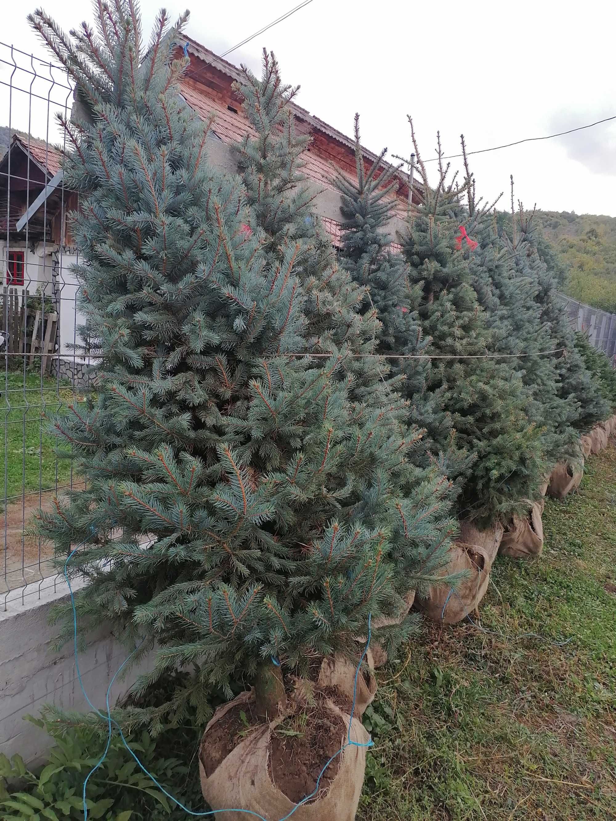 Vând Brazi argintii și verzi. mesteacăn, tei, stejar