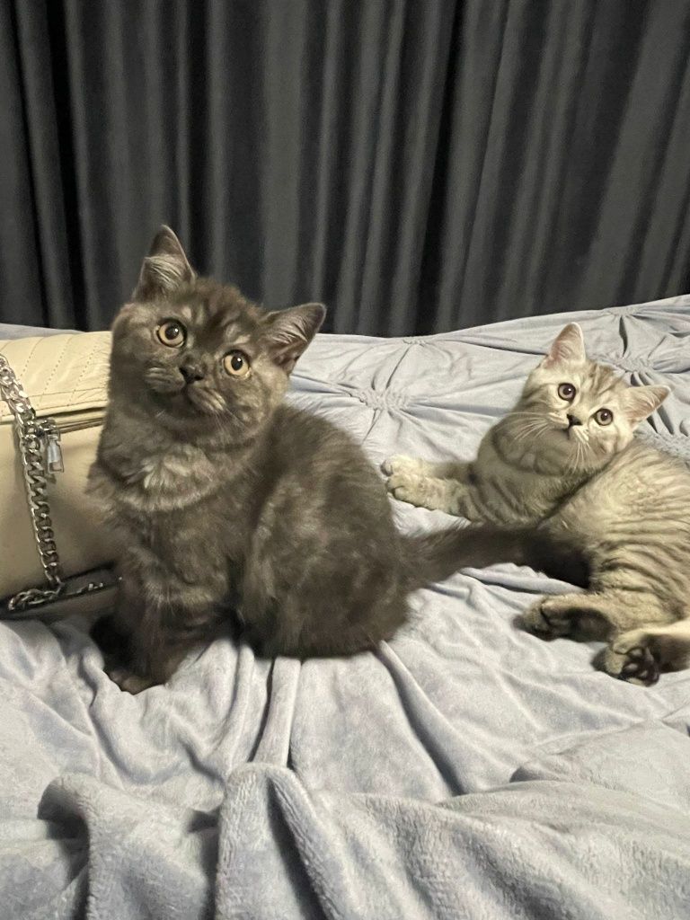 Pisoiași British shorthair cu Tabi.