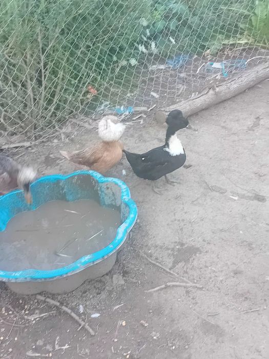 De vanzare rate cu mot si boboci de gasca metis de holmogor F3.