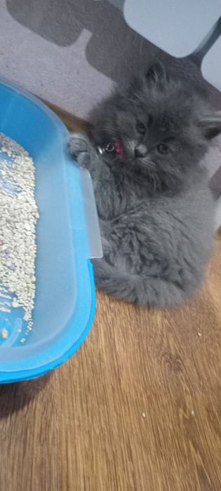 Продаётся котёнок