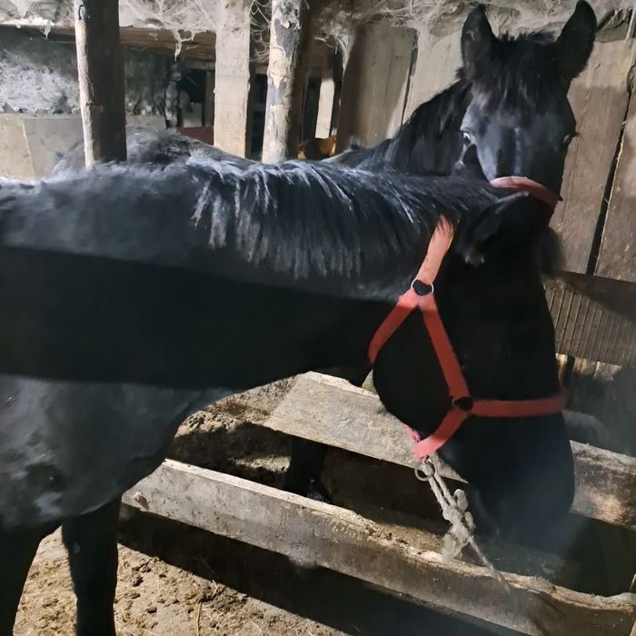 Срочно продам тая