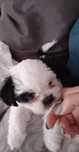 Donez catel ,mama este bichon
