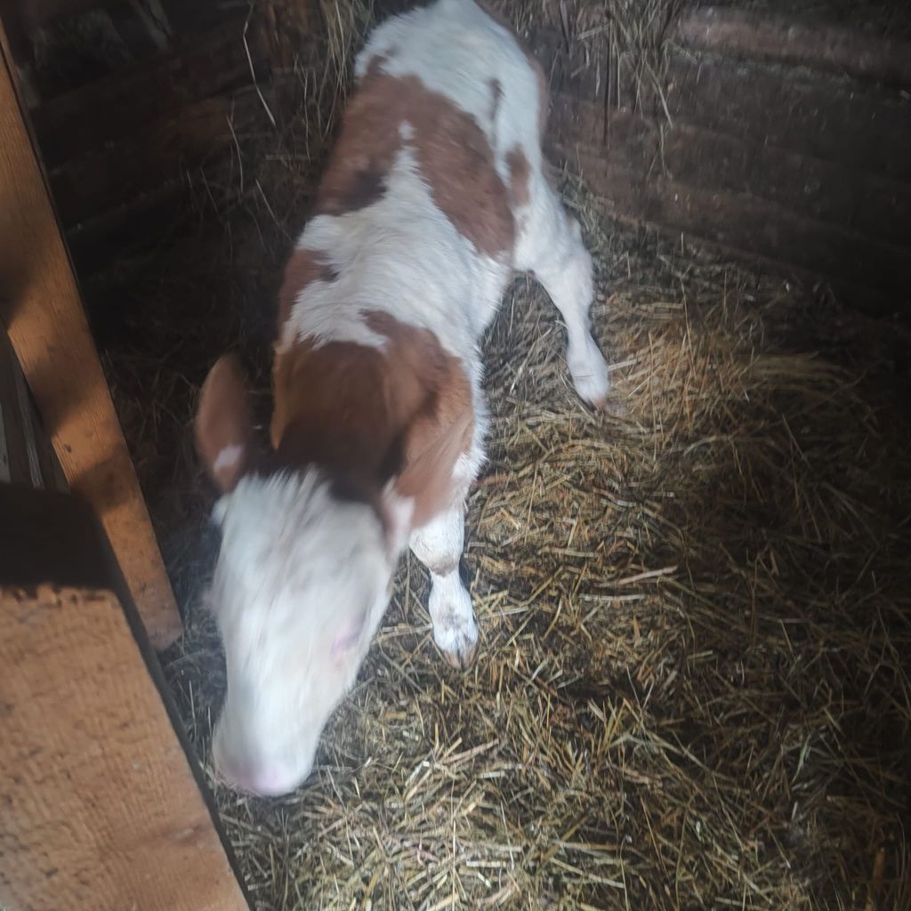 Vaca cu vițel de vanzare