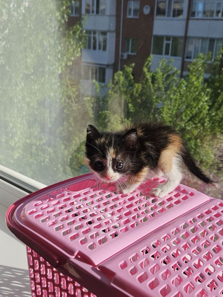 Отдам котенка в добрые руки