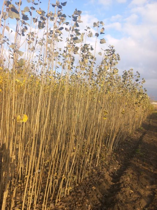 Terak koʻchatlarimiz sotuvga chiqadi 2 yoshli koʻchatlar