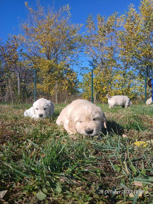 Catei de golden retrivier cu pedigree isi cauta stapan