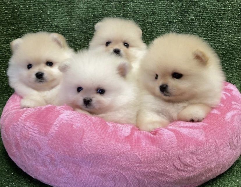 классные Щенки померанский шпиц