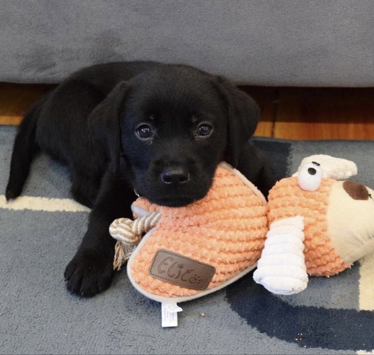 Fetita labrador retriever