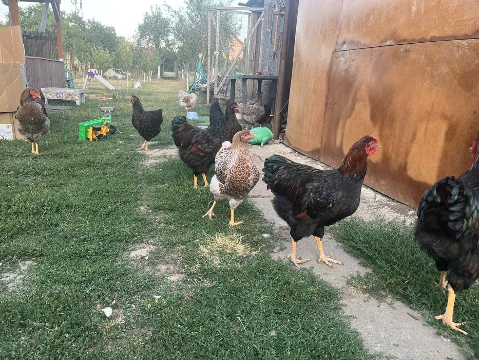 Wiandotte 6 luni Oferta