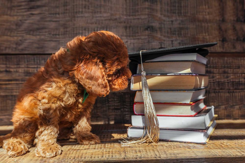 Baietel pudel toy mini