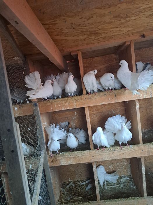 Porumbei pava de vanzare