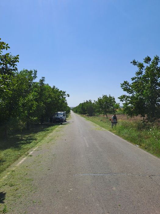 Curățare/Defrișări/Suprafețe/Tăiere Arbori/Rapid.