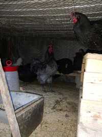 Australorp negru