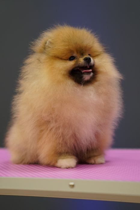 Развъдник Померан - Женски померан с FCI - възможен е транспорт