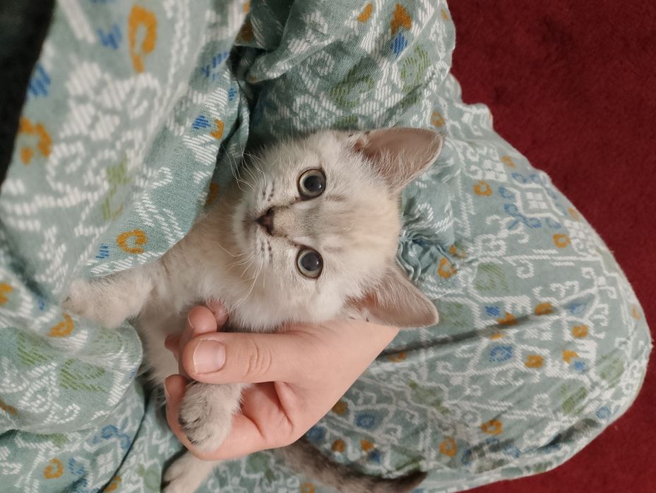 Продаются британские котята