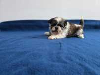 Pui Shih Tzu tricolor