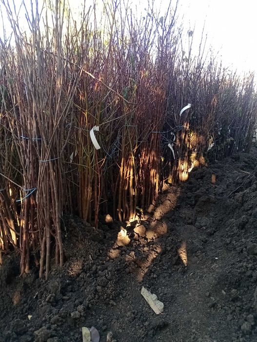 Pomii fructiferi de vânzare