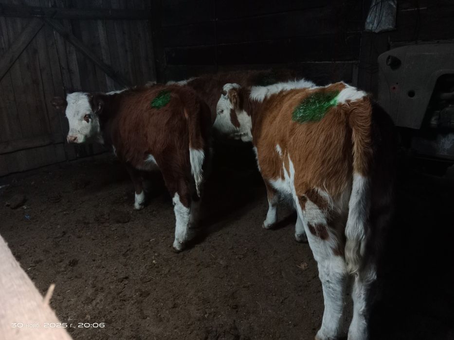 Соғым ұрғашы подсос